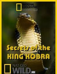 National Geographic Secrets of the King Cobra