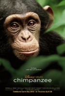 Tinh Tinh Chimpanzee